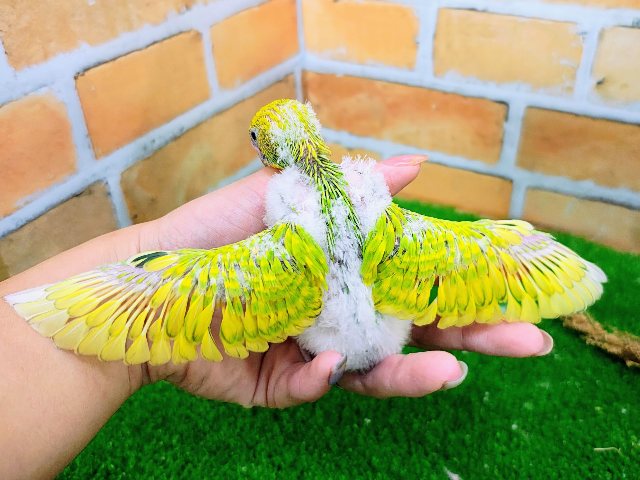 セキセイインコ