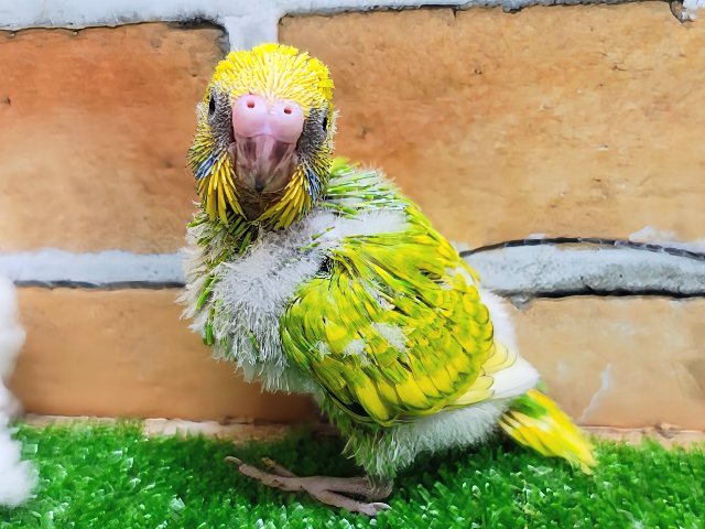 セキセイインコ