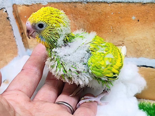 セキセイインコ