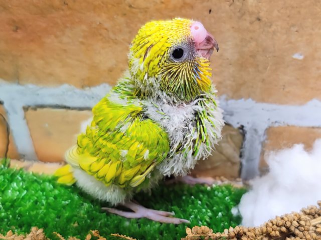 セキセイインコ