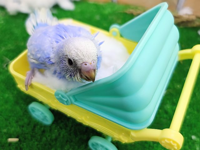 セキセイインコ
