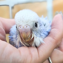 青空模様☀晴天のように鮮やか💙セキセイインコのヒナ(ブルースパングル)入荷しました❤️
