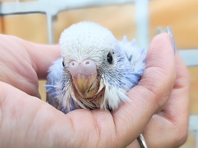 青空模様☀晴天のように鮮やか💙セキセイインコのヒナ(ブルースパングル)入荷しました❤️