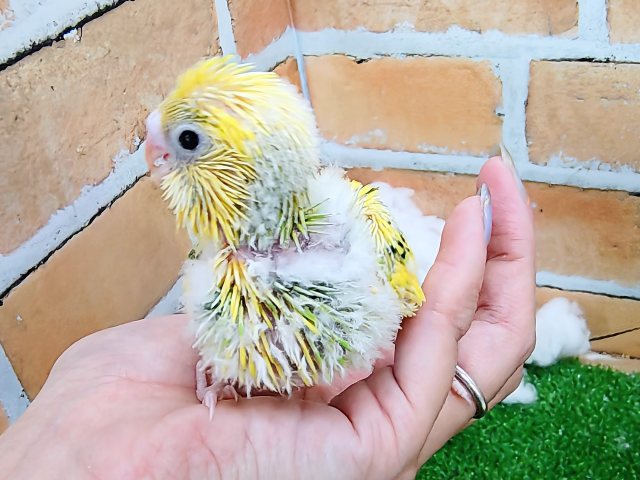 セキセイインコ
