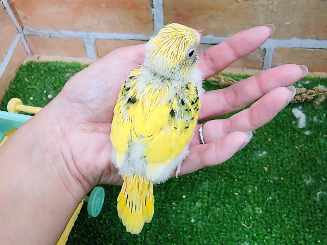 セキセイインコ