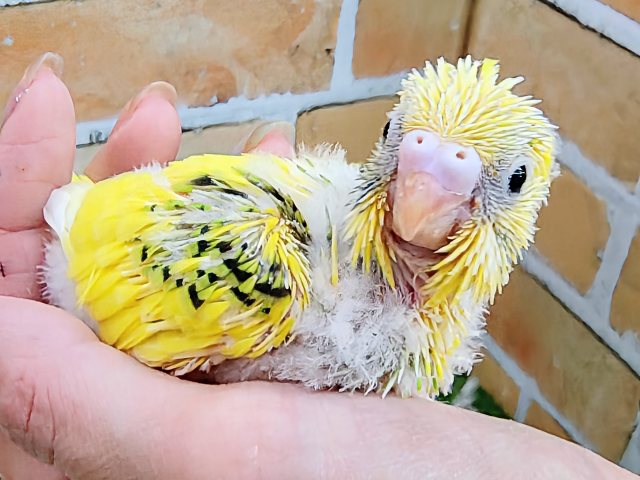 セキセイインコ