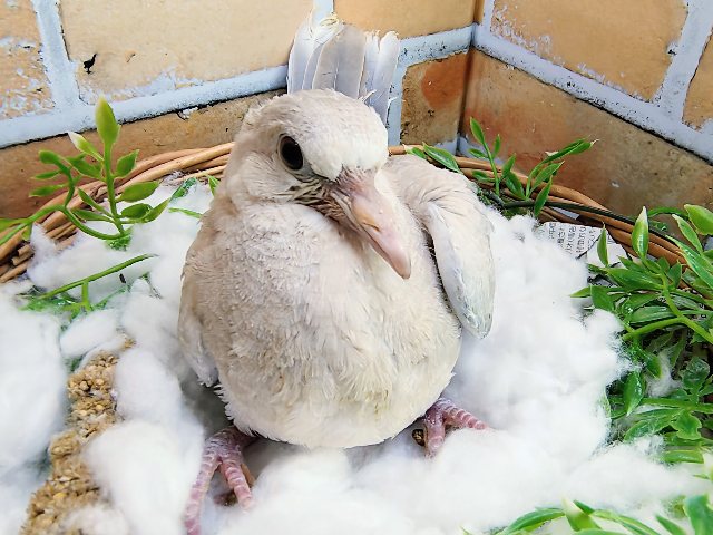 ジュズカケバト