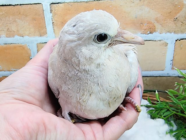 ジュズカケバト