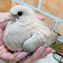 もちもち鳩胸ホッホー🕊ジュズカケバト入荷しました❤️
