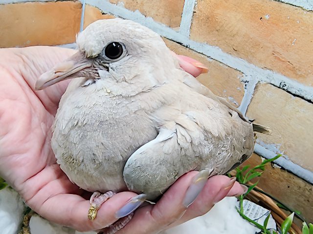 もちもち鳩胸ホッホー🕊ジュズカケバト入荷しました❤️