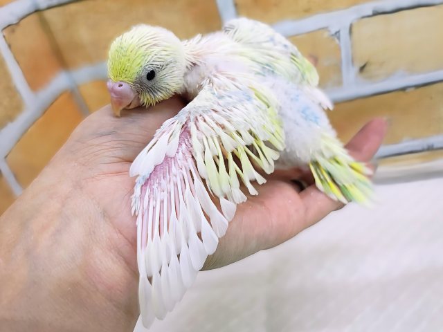 セキセイインコ