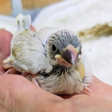 カッコよくなるよー！シルバー文鳥の雛入舎です🩵