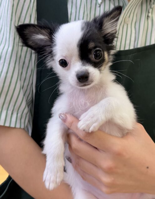 チワマル（マルチワ）