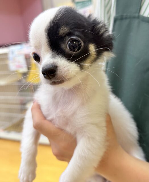 チワマル（マルチワ）