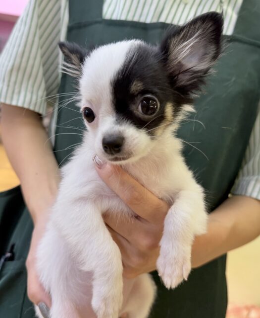 最新📷顔が左右で違う？チワマルちゃん