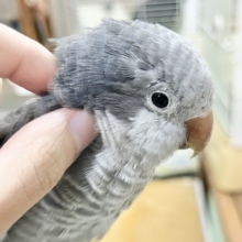動画あり🎥【🆙最新画像アリ‼️】激シブ❗️超クールなカラー🆒💫 オキナインコ（バイオレット）