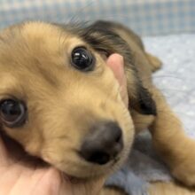 最近📷きゅるるーん❤︎ダックスくんきました