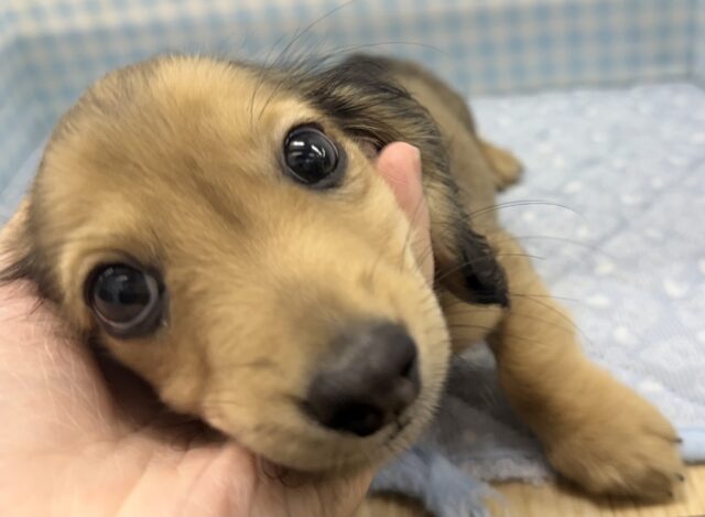 最近📷きゅるるーん❤︎ダックスくんきました