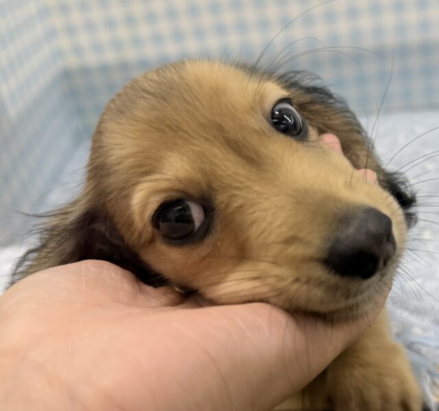 ミニチュアダックス