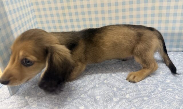 ミニチュアダックス