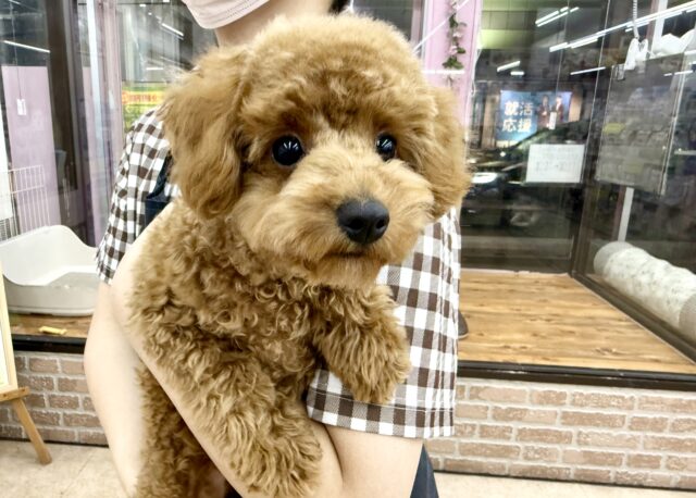 最新画像📸トイプードル(レッド)女の子♪最初だけビビッちょだけど慣れると甘えんぼ〜💕 トイプードル