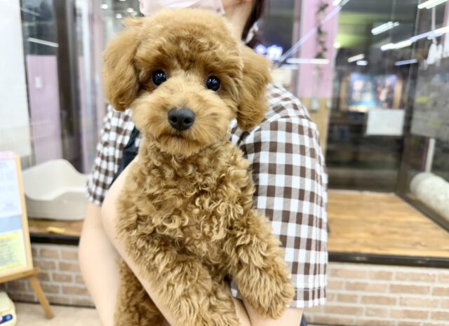 最新画像📸トイプードル(レッド)女の子♪最初だけビビッちょだけど慣れると甘えんぼ〜💕 トイプードル