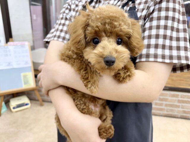 最新画像📸トイプードル(レッド)女の子♪最初だけビビッちょだけど慣れると甘えんぼ〜💕 トイプードル