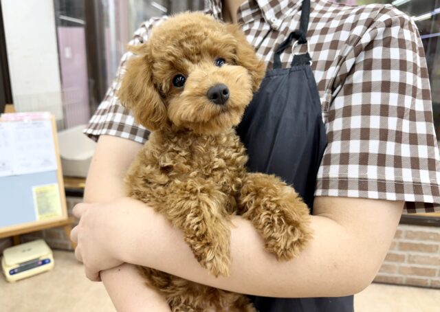 最新画像📸トイプードル(レッド)女の子♪最初だけビビッちょだけど慣れると甘えんぼ〜💕 トイプードル