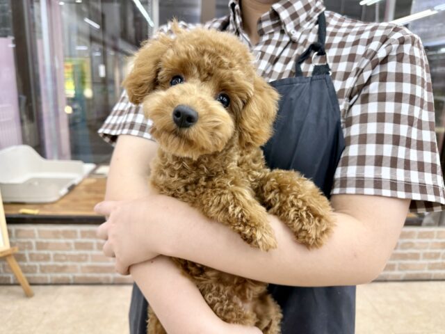 最新画像📸トイプードル(レッド)女の子♪最初だけビビッちょだけど慣れると甘えんぼ〜💕 トイプードル