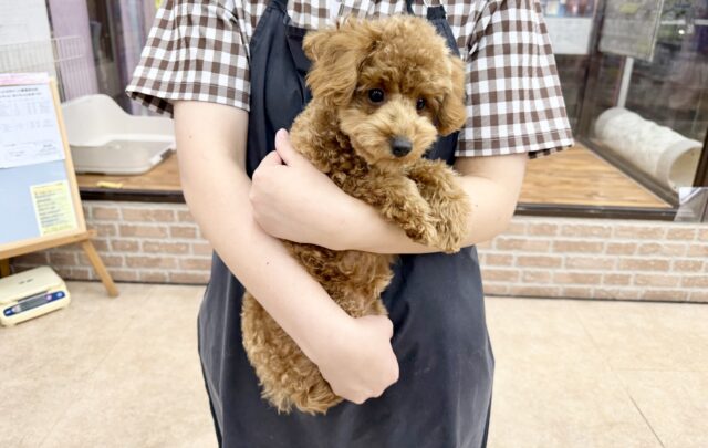 最新画像📸トイプードル(レッド)女の子♪最初だけビビッちょだけど慣れると甘えんぼ〜💕 トイプードル