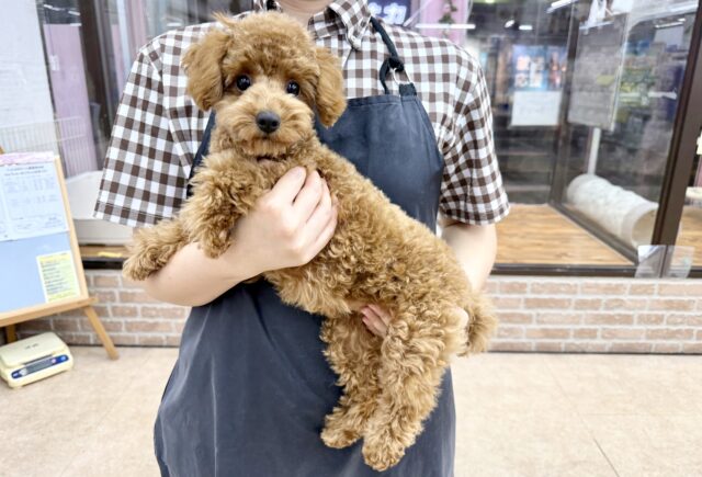 最新画像📸トイプードル(レッド)女の子♪最初だけビビッちょだけど慣れると甘えんぼ〜💕 トイプードル