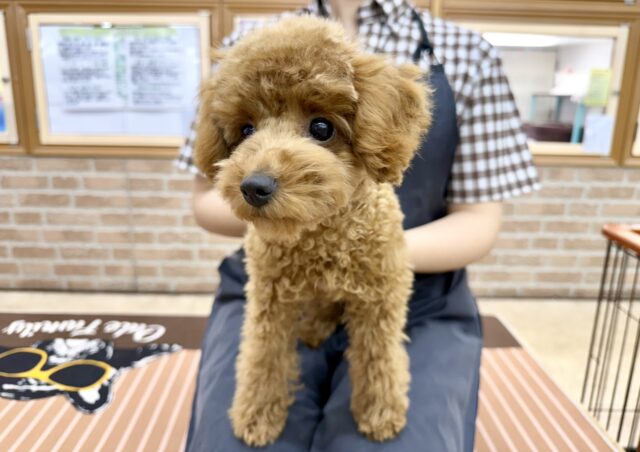 最新画像📸トイプードル(レッド)女の子♪最初だけビビッちょだけど慣れると甘えんぼ〜💕 トイプードル