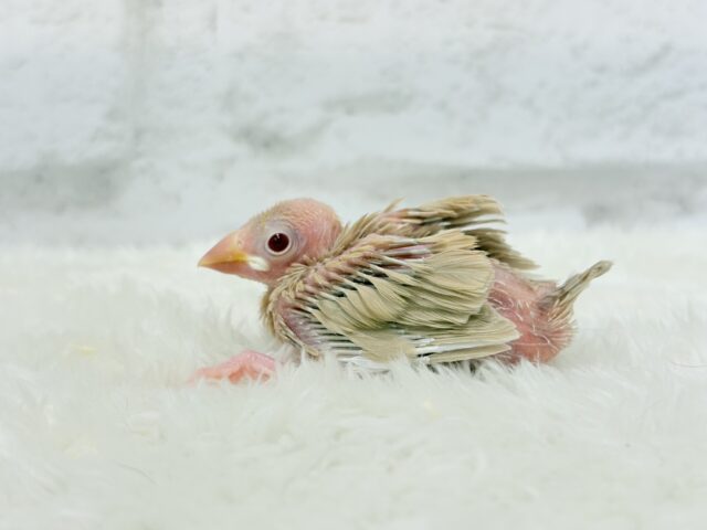 ほっと一息。oO優しいミルクティー☕️🤎シナモン文鳥 ヒナ シナモン文鳥