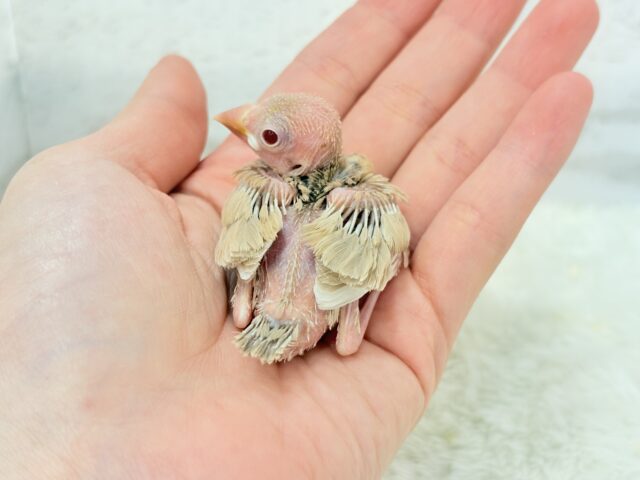 ほっと一息。oO優しいミルクティー☕️🤎シナモン文鳥 ヒナ シナモン文鳥