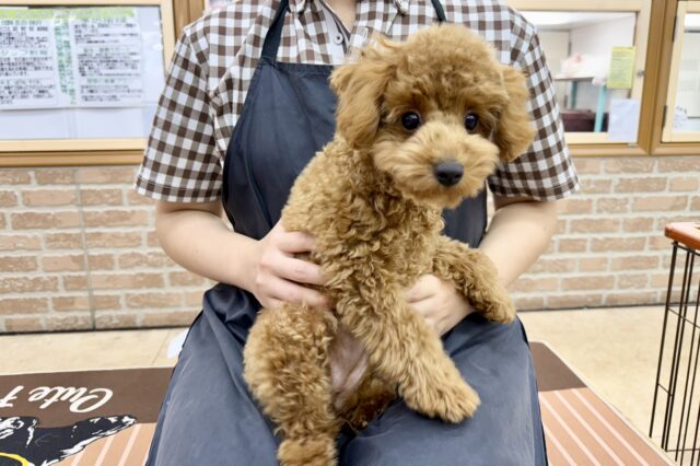 最新画像📸トイプードル(レッド)女の子♪最初だけビビッちょだけど慣れると甘えんぼ〜💕 トイプードル