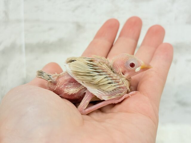 ほっと一息。oO優しいミルクティー☕️🤎シナモン文鳥 ヒナ シナモン文鳥