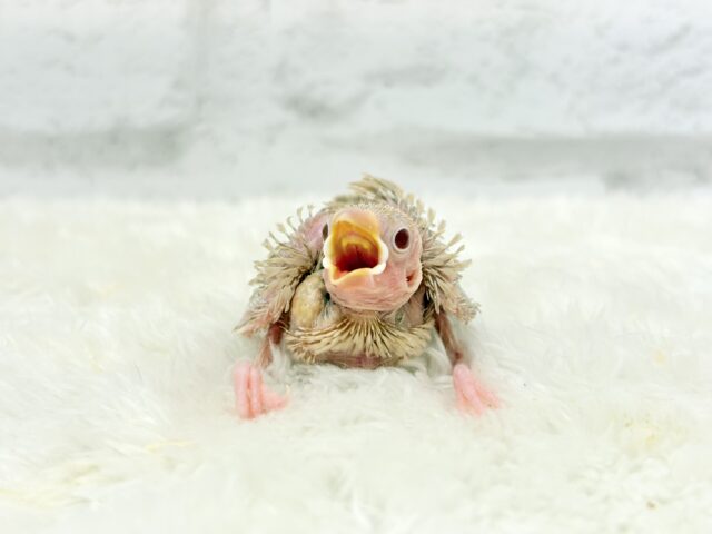 ほっと一息。oO優しいミルクティー☕️🤎シナモン文鳥 ヒナ シナモン文鳥