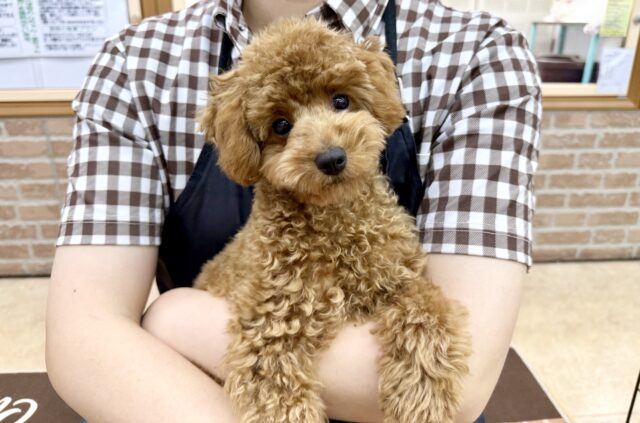 最新画像📸トイプードル(レッド)女の子♪最初だけビビッちょだけど慣れると甘えんぼ〜💕 トイプードル