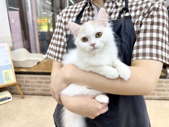 スコティッシュフォールド