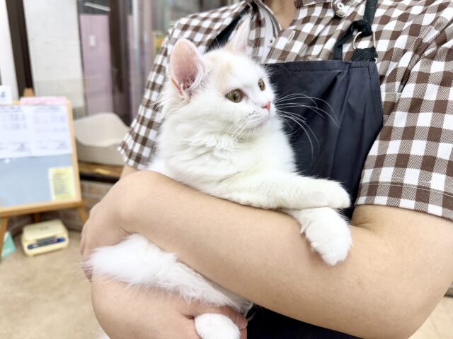 スコティッシュフォールド(クリーム&ホワイト)女の子♪ずっとゴロゴロ甘えんぼ🩷 スコティッシュフォールド