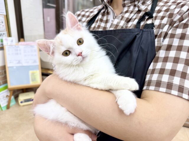 スコティッシュフォールド(クリーム&ホワイト)女の子♪ずっとゴロゴロ甘えんぼ🩷 スコティッシュフォールド
