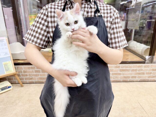 スコティッシュフォールド