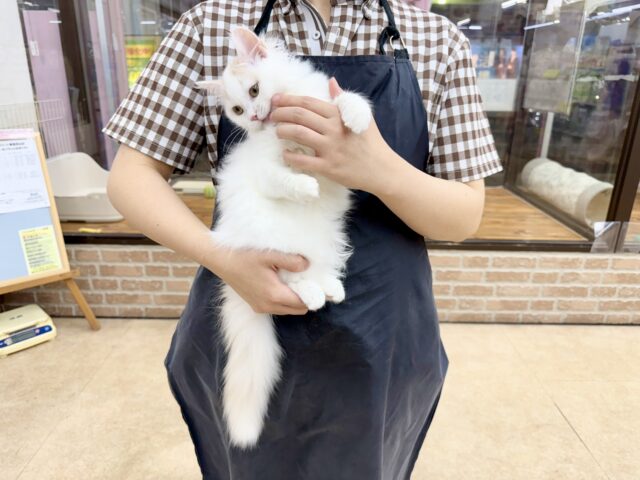 スコティッシュフォールド(クリーム&ホワイト)女の子♪ずっとゴロゴロ甘えんぼ🩷 スコティッシュフォールド