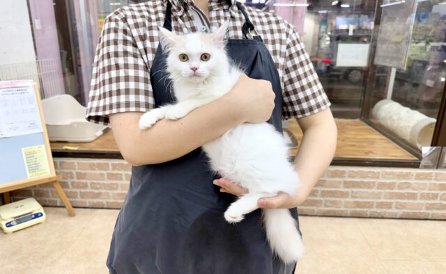 スコティッシュフォールド(クリーム&ホワイト)女の子♪ずっとゴロゴロ甘えんぼ🩷 スコティッシュフォールド