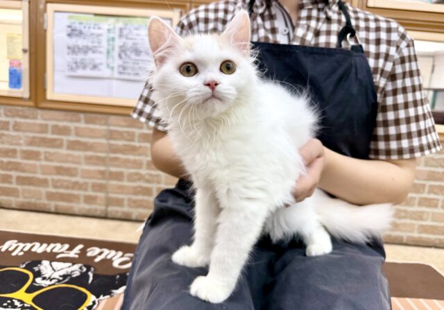 スコティッシュフォールド(クリーム&ホワイト)女の子♪ずっとゴロゴロ甘えんぼ🩷 スコティッシュフォールド
