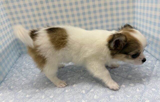 最新📷激かわ!ロングチワワの女の子❤︎ チワワ