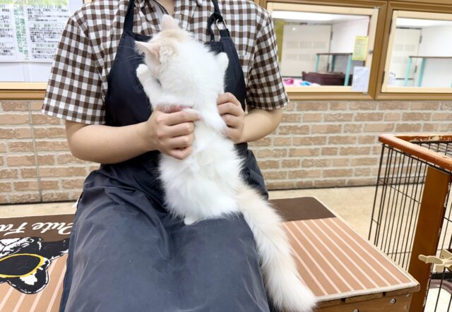 スコティッシュフォールド(クリーム&ホワイト)女の子♪ずっとゴロゴロ甘えんぼ🩷 スコティッシュフォールド