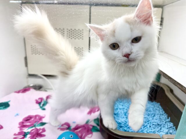 スコティッシュフォールド(クリーム&ホワイト)女の子♪ずっとゴロゴロ甘えんぼ🩷 スコティッシュフォールド