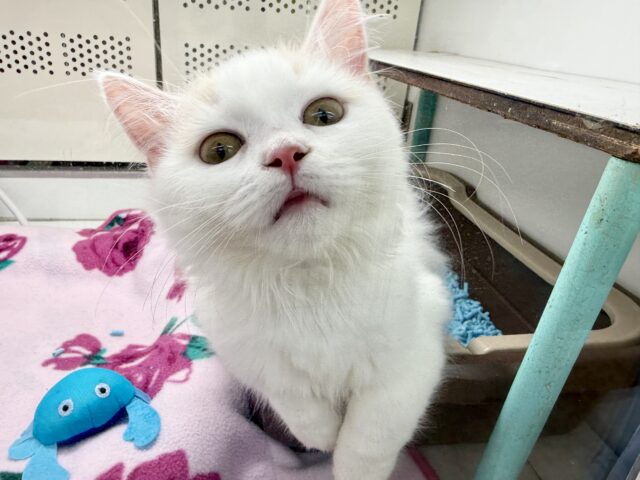 スコティッシュフォールド(クリーム&ホワイト)女の子♪ずっとゴロゴロ甘えんぼ🩷 スコティッシュフォールド