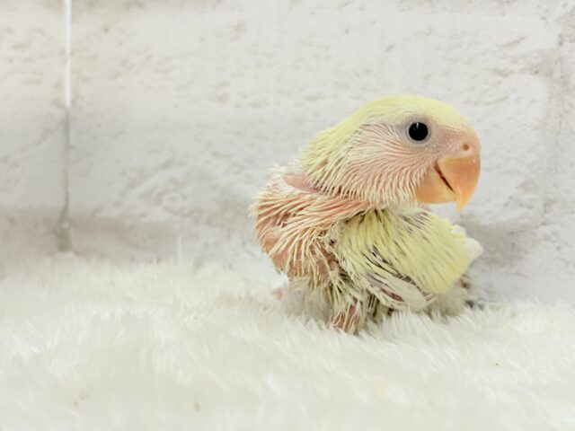 コザクラインコ（小桜インコ）